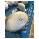 Blowed Ostrich Egg