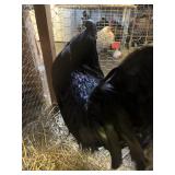 PAIR ARAM CEMANI