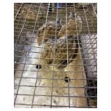 Spanish Bobwhite Quail