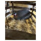 Hen guniea