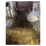 CHOCLATE LIONHEAD BUCK