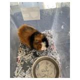 Baby Guinea Pig