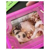 African Pygmy Dormice / Micro Squirrels - M & F