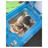 African Pygmy Dormice AKA Micro Squirrels
