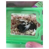 African Pygmy Dormice AKA Micro Squirrels