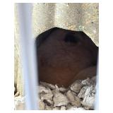 Male Hampster