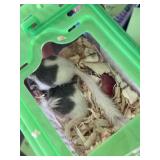 African Pygmy Dormice / Micro Squirrels - M & F