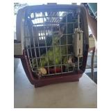 Yellow naped Amazon Male 5yr old