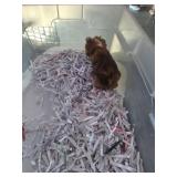 Baby Guinea Pig