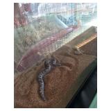 Female Anery Kenya Sand Boa