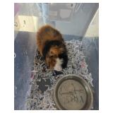 Male/ Female Guinea Pig