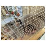 female rats