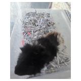 baby guinea pig