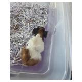 Baby Guinea pig