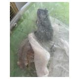 Cuban Tree Frogs
