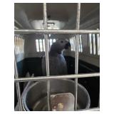 African Grey Male 16 wks old