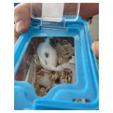African Pygmy Dormice / Micro Squirrels M & F