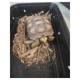 tortise