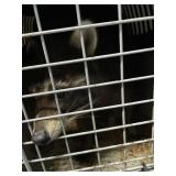 black pet racoon