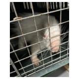 baby albino crested porcupine