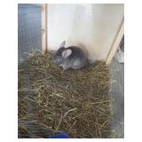 female chinchilla