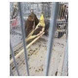 cockatails