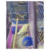indian ring neck parrot