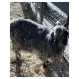 Angora Nanny