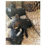 Blk Feeder Pig
