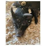 Blk Feeder  Pig
