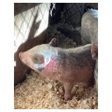 Pot Belly Pig Baby