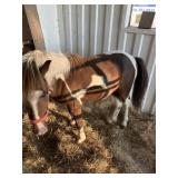 Pony