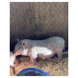 Pot Belly Pig Baby