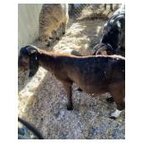 Boer Buck