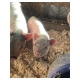 Pot Belly Pig Baby