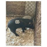 Blk Feeder  Pig