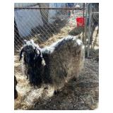 Angora Nanny