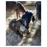 Boer Nanny