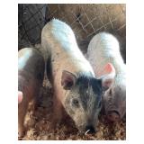 Pot Belly Pig Baby