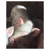 Pot Belly Pig Baby