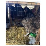 Young Hens