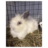 Lionhead Buck