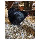 pair bantam cochins