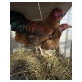 Laughing chicken trio