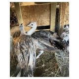 Black Shoulder Peacocks - Young