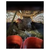 Hen w/ 2 chicks