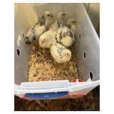 6 Brahma chicks