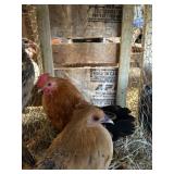 Pair ginger red old english