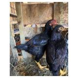 Pair Dark Cornish Bantam
