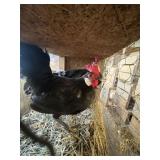 BLACK SPAINSH ROOSTERS